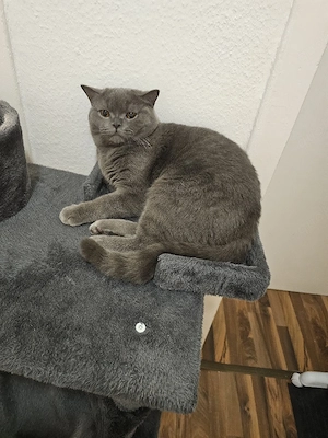 britische kurz haar katze zuverkaufen 10 monate alt 