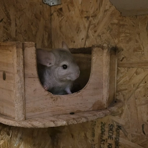 Chinchilla Böckchen sucht neues zu Hause