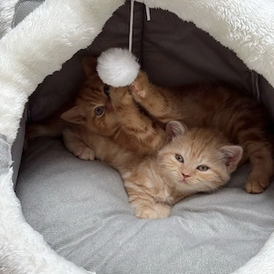 Wurfankündigung BKH Anfang Mai Glückskätzchen, Kater red creme silver smoke