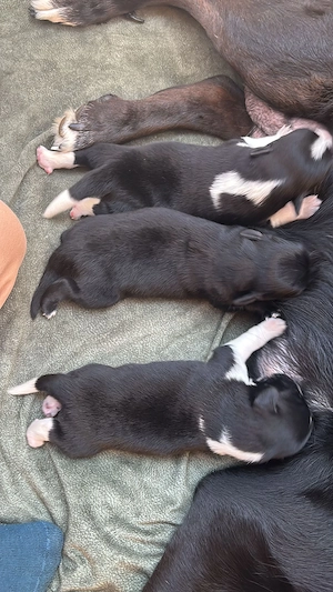 Hindewelpen ab dem 26.5.2026abzugeben Bild 5