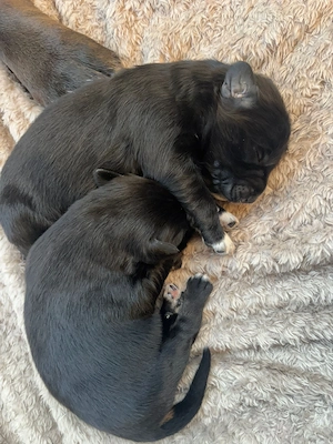 Hindewelpen ab dem 26.5.2026abzugeben Bild 6