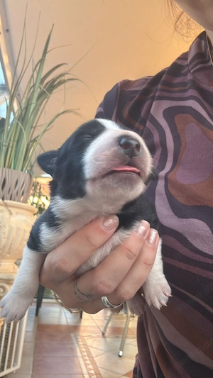 Hindewelpen ab dem 26.5.2026abzugeben