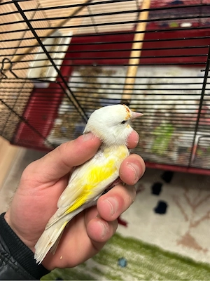 Stieglitz Major Weibchen 2025