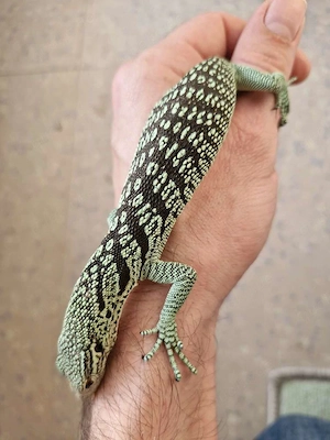 Varanus Reisingeri Jungtiere