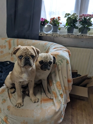 Noch ein süßes Retromops Mädchen zu vergeben.