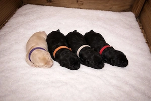  Labrador Retriever Welpen 