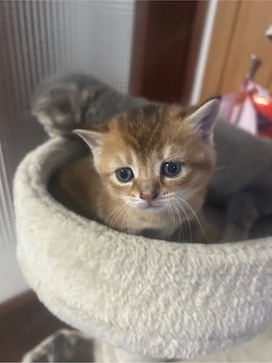  Wunderschöne Britisch Kurzhaar Kitten (BKH) abzugeben