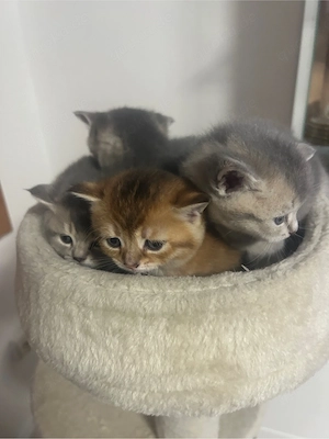 Wunderschöne Bkh kitten abzugeben 