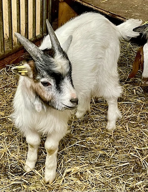 blobe Zwergziege Bockerl Bock 