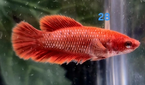 mehrere Kampffisch Weibchen Betta splendens