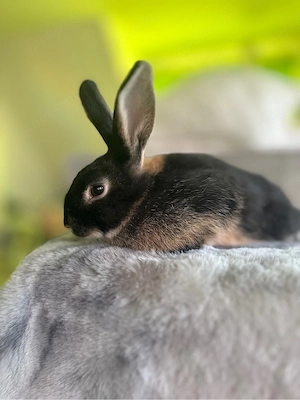 Junger Mix Rammler | Kaninchen | Loh | schwarz