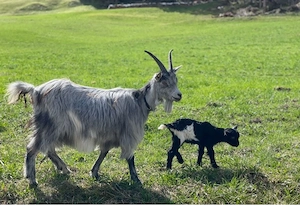 blobe Ziege grau weiblich Biozertifiziert handzahm 
