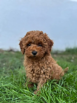 Zwerg Pudel  Mädchen in red fawn klein bleibend 