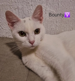 Katze Bounty sucht noch Ihr für immer Zuhause
