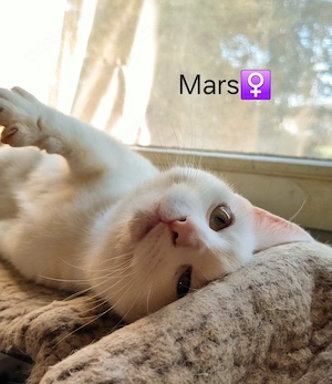 Katzen suchen Ihr für immer Zuhause