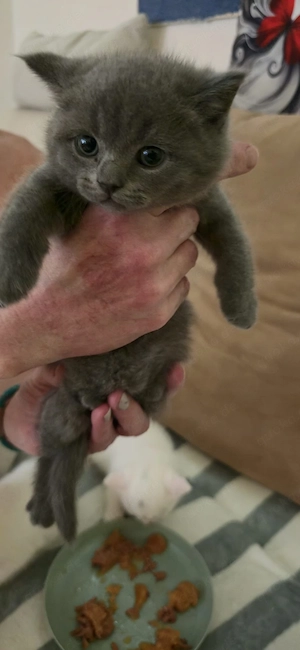 Süße BKH Kitten 