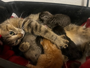 babys suchen neue zuhause