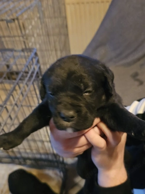 old english bulldoge mischling 