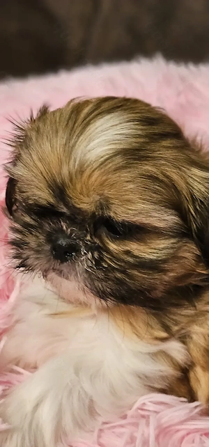 Shih-tzu Welpen 