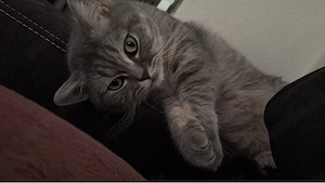 Kater Tiger sucht ein liebevolles Zuhause 