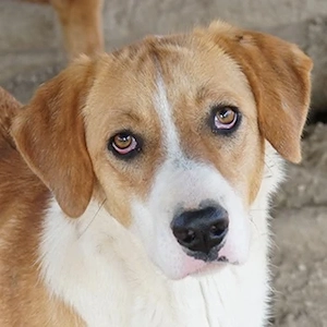 Palia, geb. ca. 09 2024, lebt in GRIECHENLAND, im städt. Tierheim Serres 