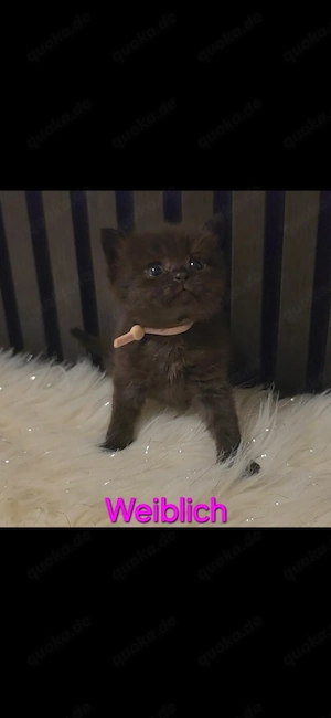 BKH Kitten mit EU Pass Anfang Mai abzugeben !!