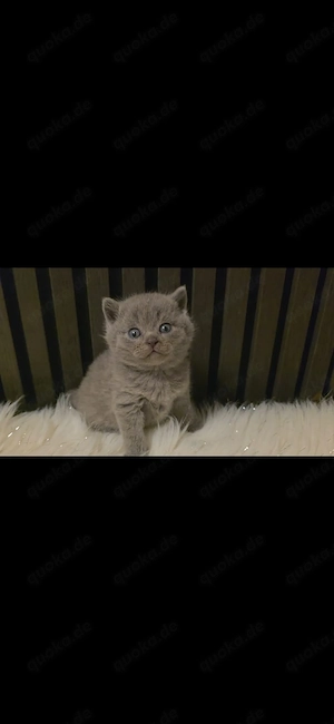 BKH Kitten mit EU Pass Anfang Mai abzugeben !!