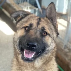 Yuki, geb. ca. 03 2025, lebt in GRIECHENLAND, im städt. Tierheim Serres 