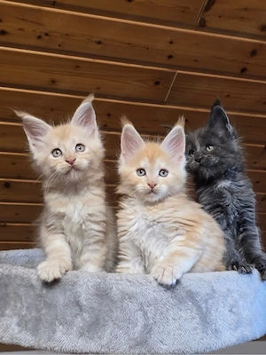 Wunderschöne Maine-Coon-Kätzchen suchen ein neues Zuhause!