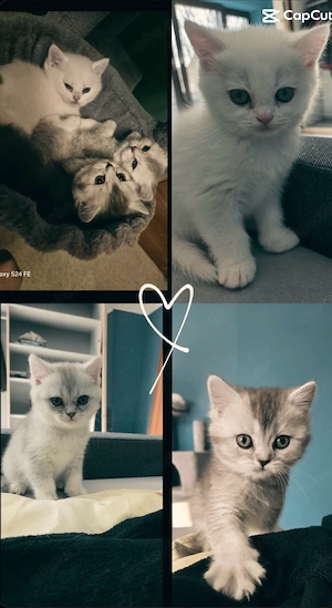 3 süße Katzenbabys suchen ein liebevolles Zuhause   