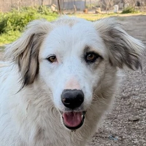 Eika, geb. ca. 02 2023, lebt in GRIECHENLAND, im städt. Tierheim Serres 