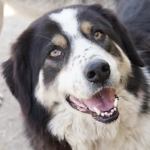 Xanda, geb. ca. 03 2023, lebt in GRIECHENLAND, im städt. Tierheim Serres 