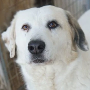 Bruna, geb. ca. 12 2020, lebt in GRIECHENLAND, im städt. Tierheim Serres 