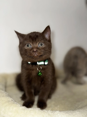 Bkh Kitten baby katzen 