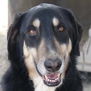 Venia, geb. ca. 07 2021, lebt in GRIECHENLAND, auf einer privaten Pflegestelle 