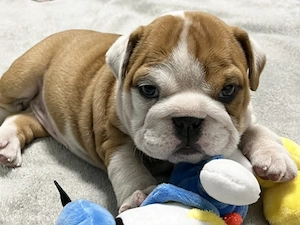 Englische Bulldoggenwelpen