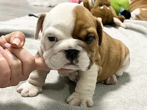Englische Bulldoggenwelpen