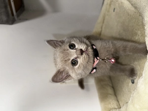 Bkh kitten katzen baby   LiLAC 