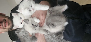 Britisch kurz Haar Katzen