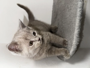 Bkh kitten katzen baby   LiLAC 