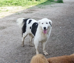 Canja, geb. ca. 08 2022, lebt in GRIECHENLAND, im städt. Tierheim Serres Bild 3