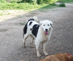 Canja, geb. ca. 08 2022, lebt in GRIECHENLAND, im städt. Tierheim Serres Bild 2