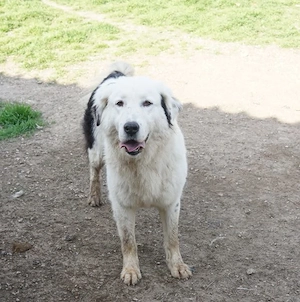 Canja, geb. ca. 08 2022, lebt in GRIECHENLAND, im städt. Tierheim Serres Bild 9