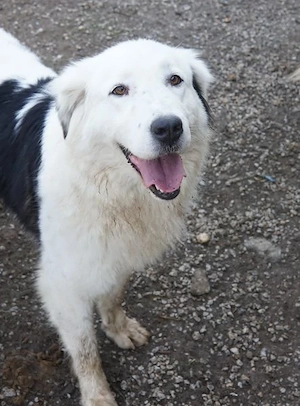 Canja, geb. ca. 08 2022, lebt in GRIECHENLAND, im städt. Tierheim Serres Bild 8
