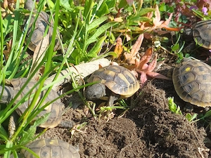 Griechische Landschildkröten NZ2025