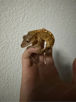 Kronengecko Jungtier 