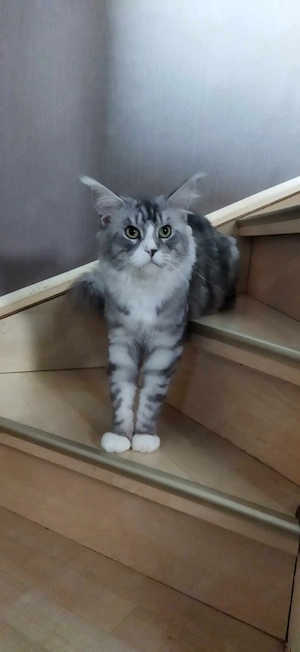 Maine coon deckkater 