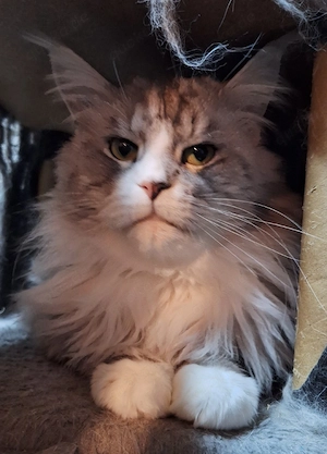 Maine coon deckkater 