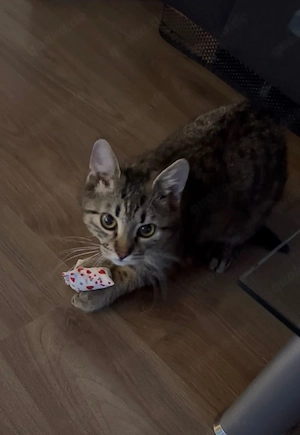 Tric und Teddy Rabauken auf der Suche # Tierschutz 