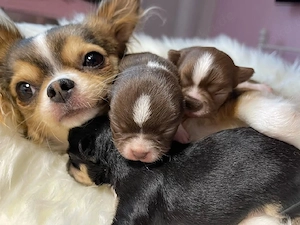 Bezaubernde Chihuahua-Welpen suchen ein liebevolles Zuhause